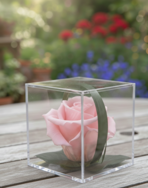 Rose éternelle Melchor - rose claire